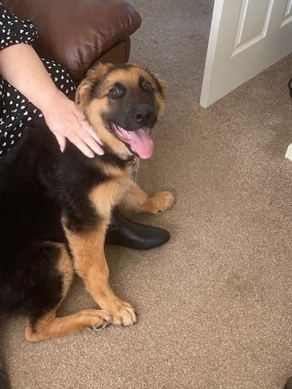 German Shephard Puppy for sale in Boston, Lincolnshire - Image 1