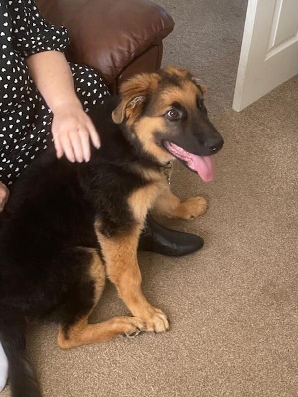 German Shepherds for sale in Boston, Lincolnshire