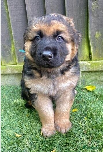 German Shepherd Puppies for sale in Lincolnshire