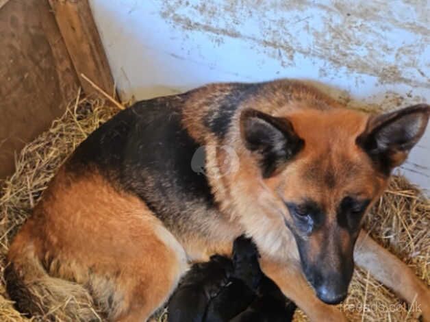 German shephard x puppies for sale in Woking, Surrey