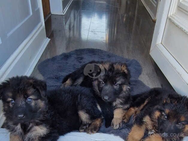 German shephards for sale in Middlesbrough, North Yorkshire - Image 1