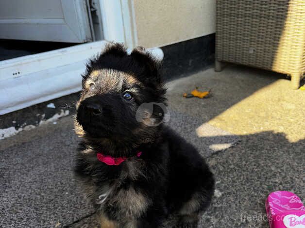 German shephards for sale in Middlesbrough, North Yorkshire - Image 2