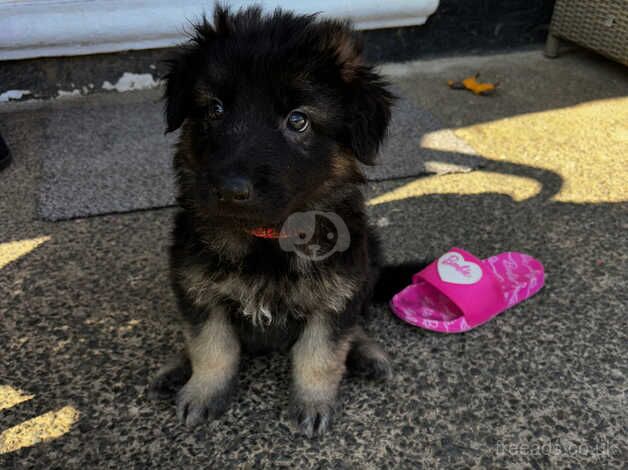 German shephards for sale in Middlesbrough, North Yorkshire - Image 3