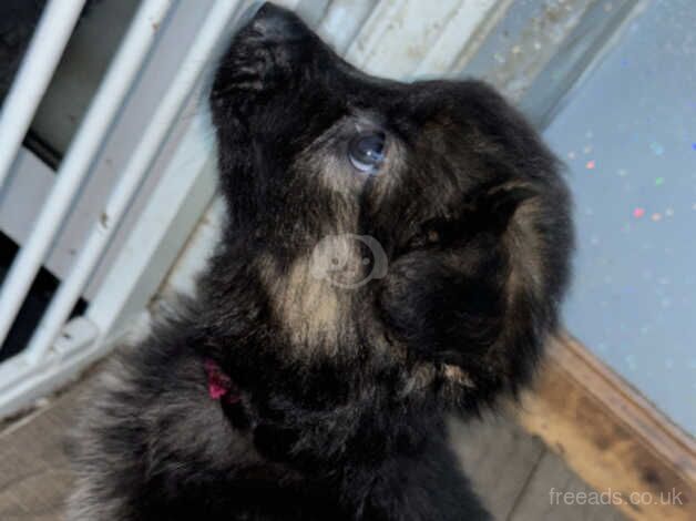 German shephards for sale in Middlesbrough, North Yorkshire - Image 4