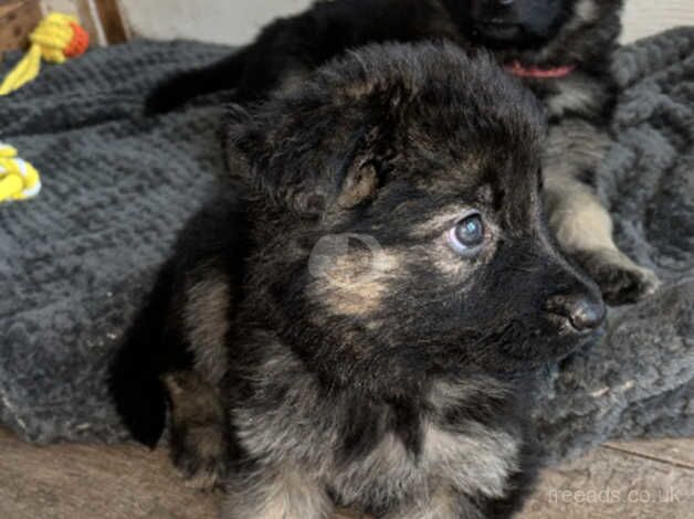 German shephards for sale in Middlesbrough, North Yorkshire - Image 5