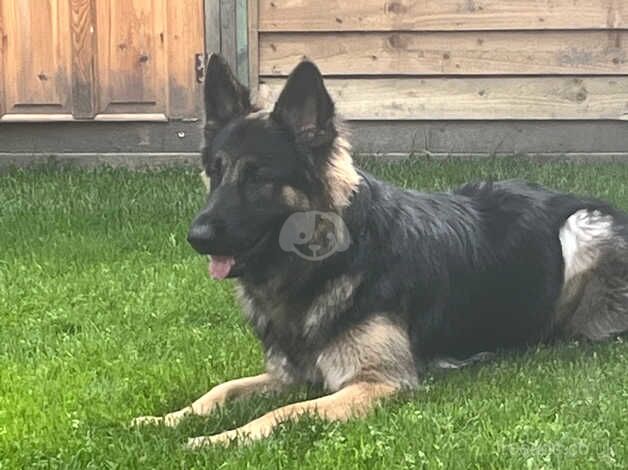 German shepherd 2yr old for sale in Bradford, West Yorkshire