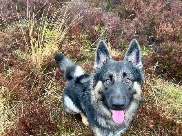 German shepherd 2yr old for sale in Bradford, West Yorkshire - Image 2