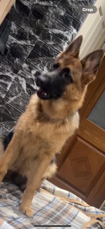 German shepherd for sale in Blackburn, Lancashire