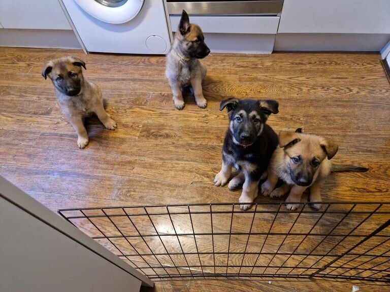 German Shepherd for sale in Stratford, Greater London