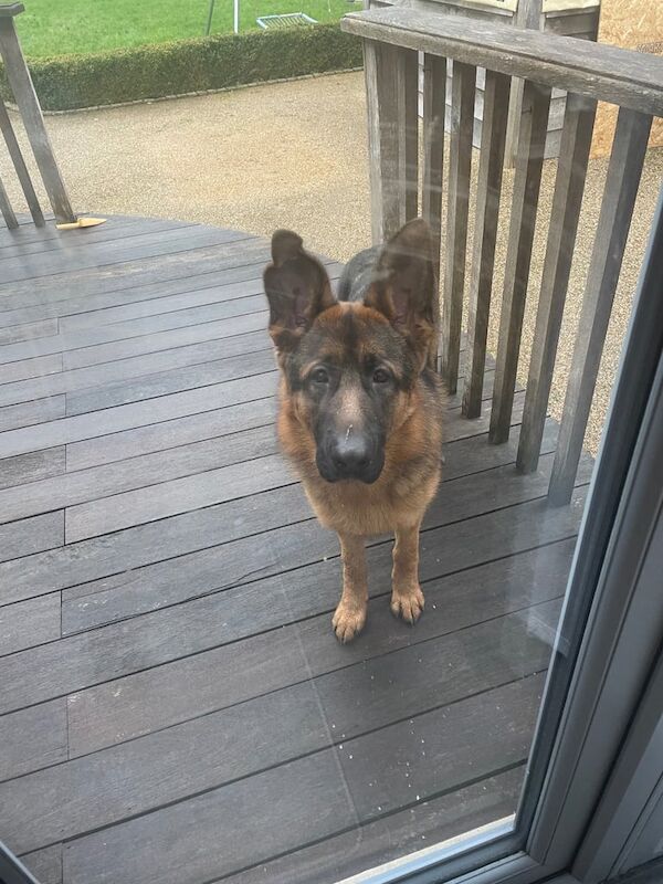 German shepherd for sale in Hockley Heath, West Midlands