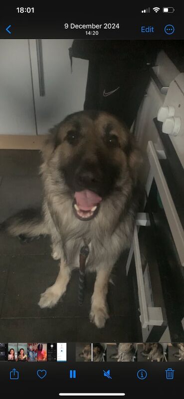 German shepherd for sale in Lewisham, Greater London