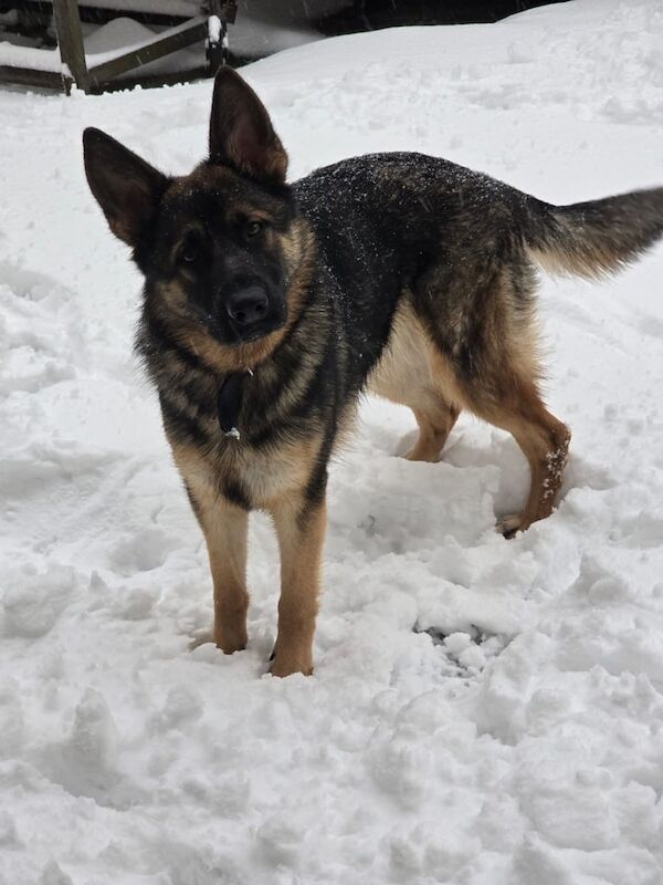 German shepherd for sale in Bradford, West Yorkshire - Image 1