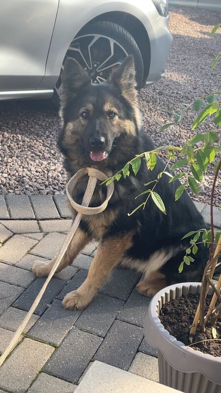 German shepherd for sale in Hereford, Herefordshire - Image 1