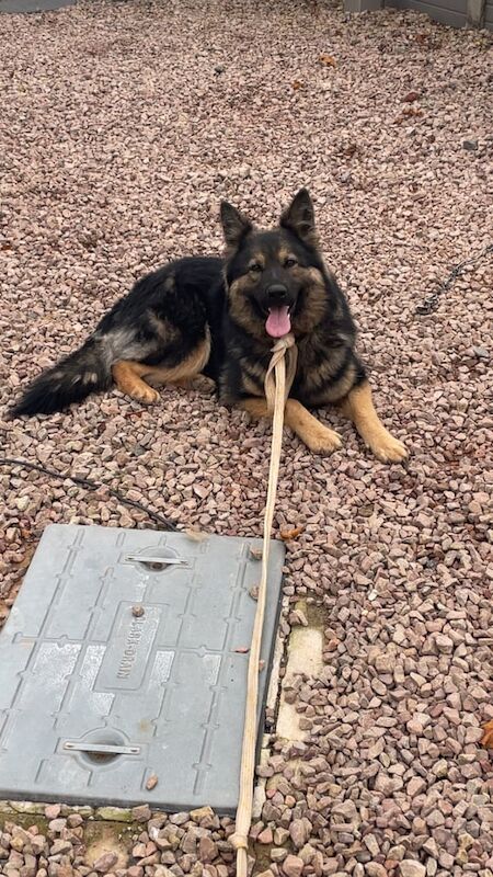 German shepherd for sale in Hereford, Herefordshire - Image 3