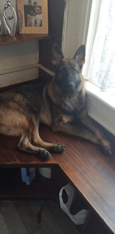 German Shepherd for sale in Gravesend, Kent