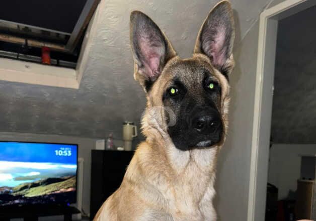 German shepherd 6 months old for sale in Blackpool, Lancashire