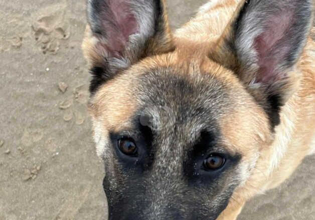 German Shepherds for sale in Blackpool, Lancashire