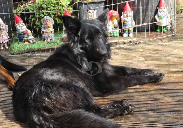 German Shepherd Puppies for sale in Tyne and Wear