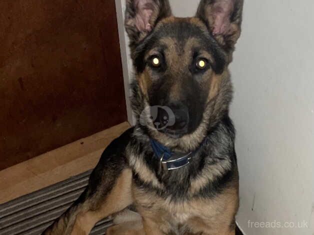 GERMAN SHEPHERD BITCH for sale in Bilston, West Midlands