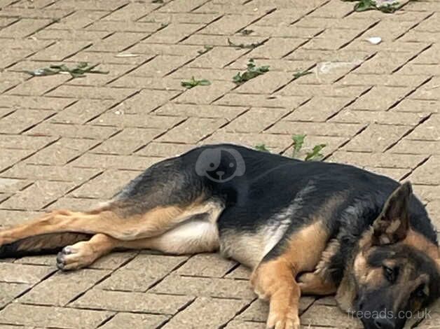 German Shepherd Puppies for sale in West Midlands