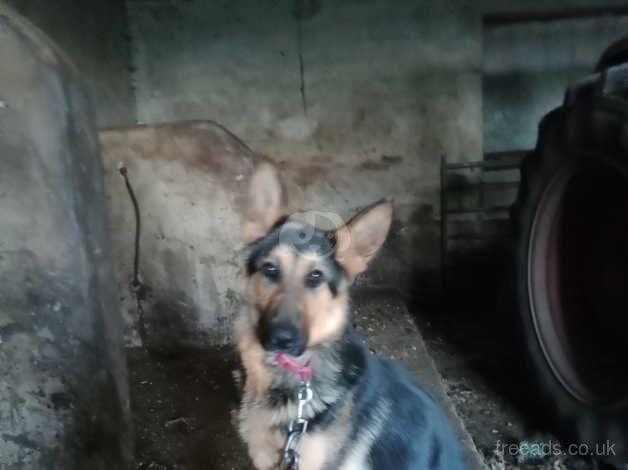 German shepherd bitch for sale in Enniskillen, Fermanagh