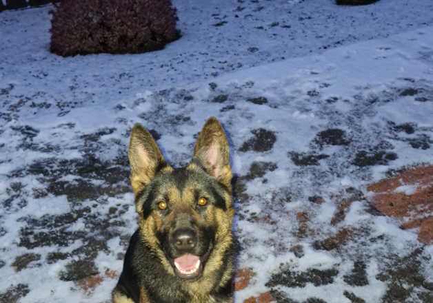 German Shepherd Bitch for sale in Inverness, Highland - Image 4