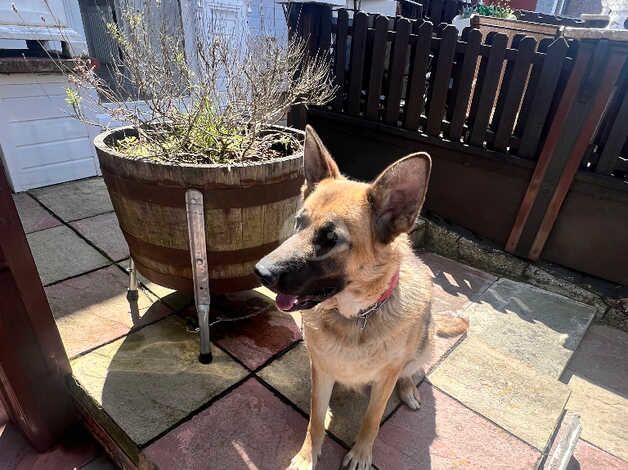 German shepherd bitch for sale in Manchester, Greater Manchester