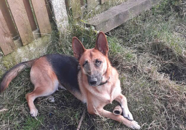 German Shepherds for sale in Nottingham, Nottinghamshire