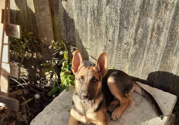 German shepherd bitch for sale in Nottingham, Nottinghamshire - Image 3