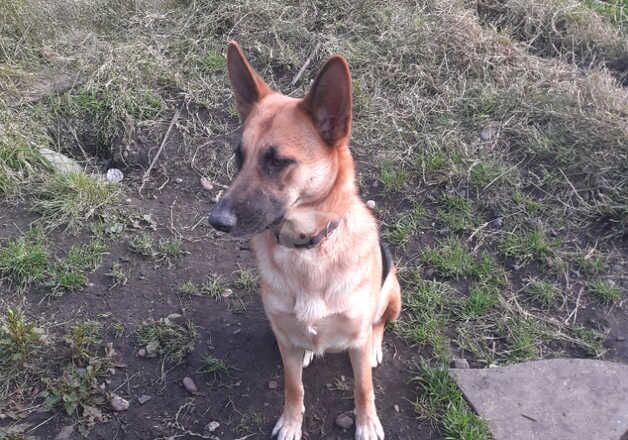 German shepherd bitch for sale in Nottingham, Nottinghamshire - Image 4