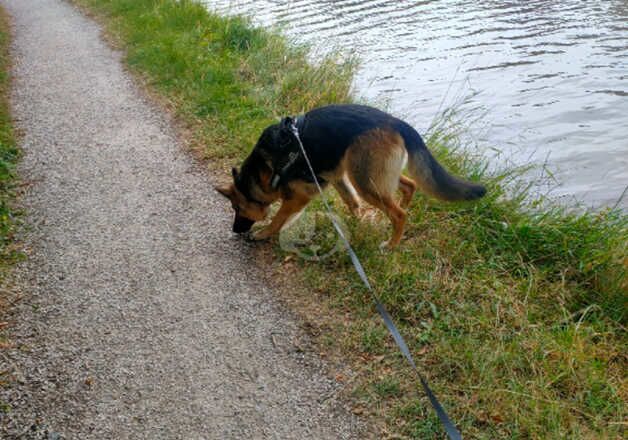 German shepherd bitch for sale in Nuneaton, Warwickshire - Image 2