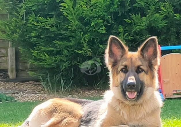 German shepherd bitch for sale in Nuneaton, Warwickshire - Image 3