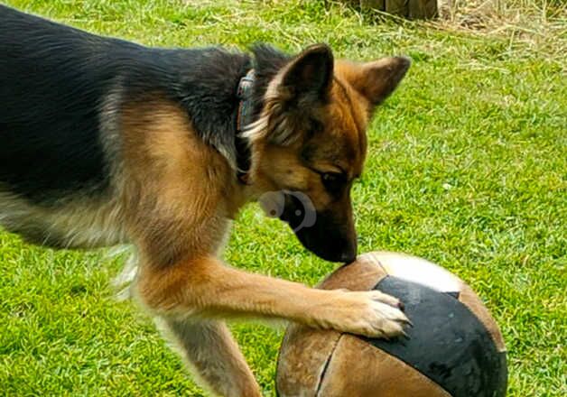 German shepherd bitch for sale in Nuneaton, Warwickshire - Image 4