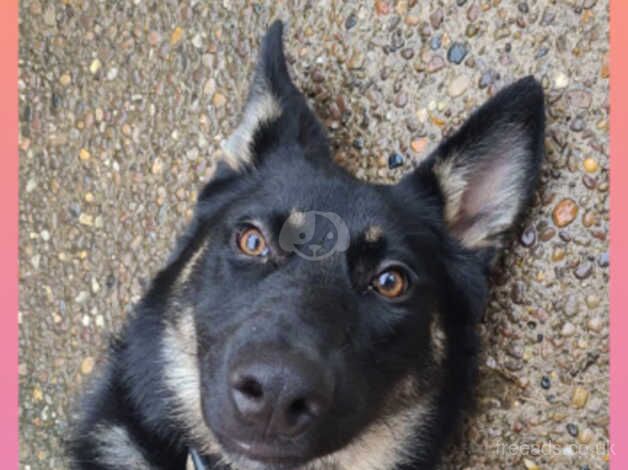 German Shepherd Puppies for sale in Derbyshire