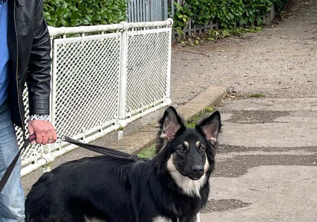 German Shepherd Black and Tan for sale in Doncaster, South Yorkshire