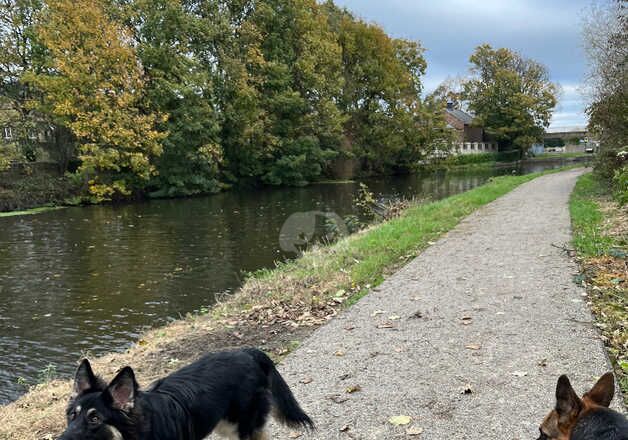 German Shepherds for sale in Doncaster, South Yorkshire