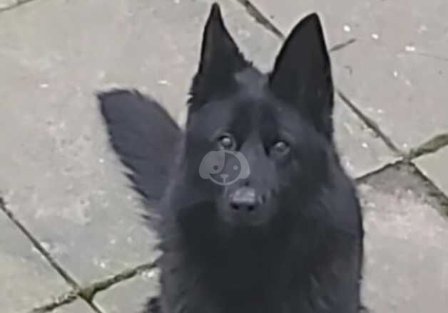 German shepherd black for sale in Birmingham, West Midlands