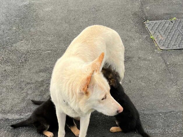 German Shepherds for sale in Leeds, West Yorkshire