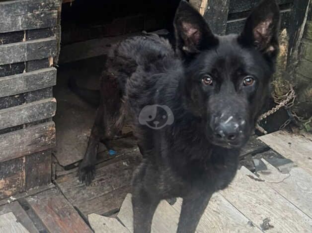 German shepherd cross dutch shepherd for sale in Bradford, West Yorkshire