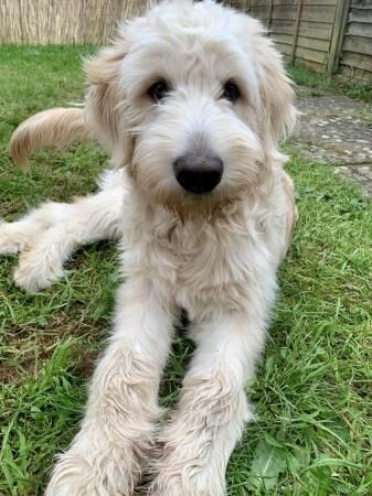 German shepherd cross for rehome for sale in Banbury, Oxfordshire - Image 1