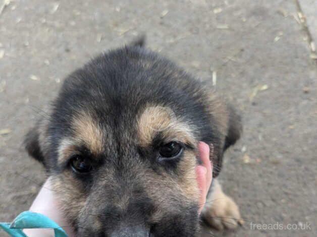 German shepherd cross German shepherd X tibetian mastiff born 27/07/24 for sale in Perth, Perth and Kinross - Image 1