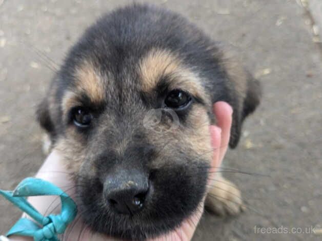 German shepherd cross German shepherd X tibetian mastiff born 27/07/24 for sale in Perth, Perth and Kinross - Image 2