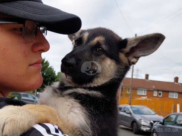 German shepherd cross husky for sale in Watford, Northamptonshire