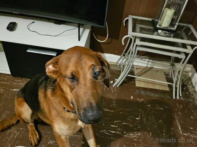 German shepherd cross for sale in Leeds, West Yorkshire - Image 4