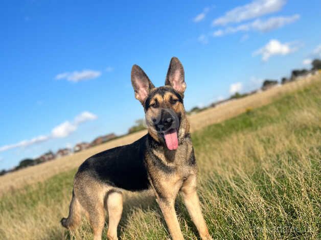 German shepherd cross for sale in Nottingham, Nottinghamshire