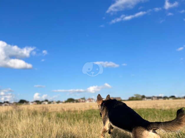 German Shepherds for sale in Nottingham, Nottinghamshire