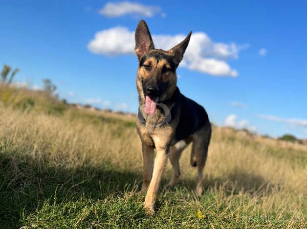 German Shepherd Puppies for sale