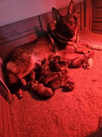 German Shepherd Cross Puppies for sale in Stranraer, Dumfries and Galloway