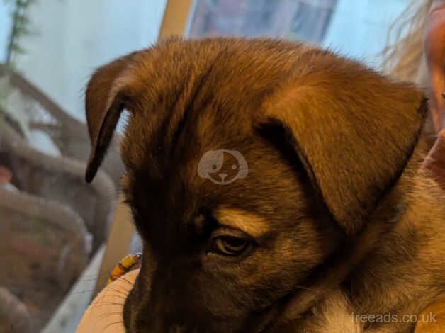 German Shepherd Puppies for sale in Lincolnshire