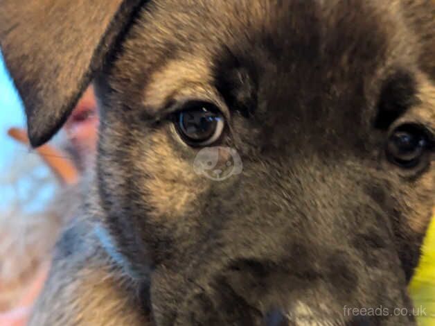 German Shepherd Puppies for sale